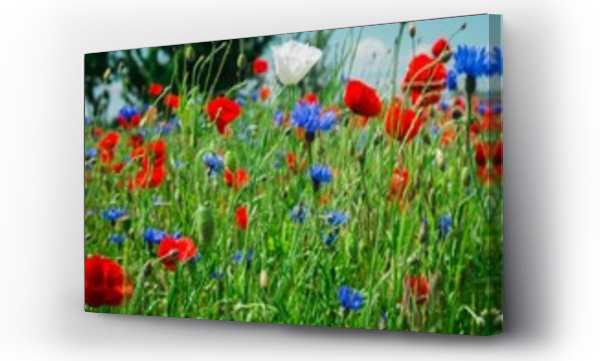 Kolorowe kwiaty, Kwiaty, Maki i chabry, łąka, Łąka kwiaty