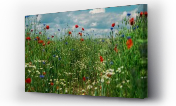 Krajobraz kwiaty, Kwiaty, kwiaty niebieskie, Kwiaty polne, Maki i chabry, Niebieskie kwiaty, Rumianek, łąka, Łąka kwiaty