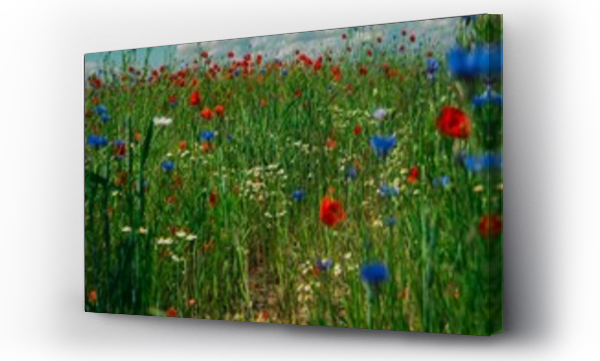 Kwiaty, kwiaty niebieskie, Maki i chabry, Niebieskie kwiaty, Łąka kwiaty