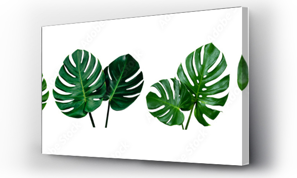 Wizualizacja Obrazu : #356543879 collection of green monstera tropical plant leaf on white background for design elements, Flat lay
