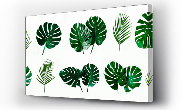 monstera