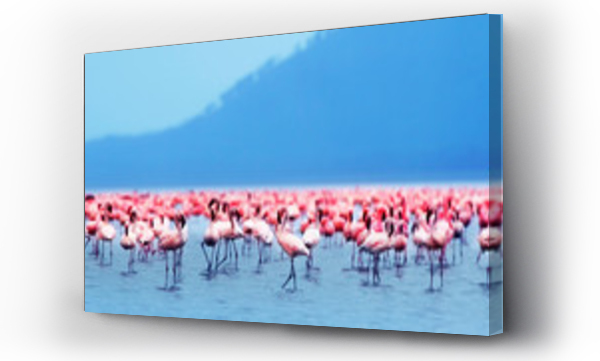 Wizualizacja Obrazu : #35699980 Flamingi afrykańskie