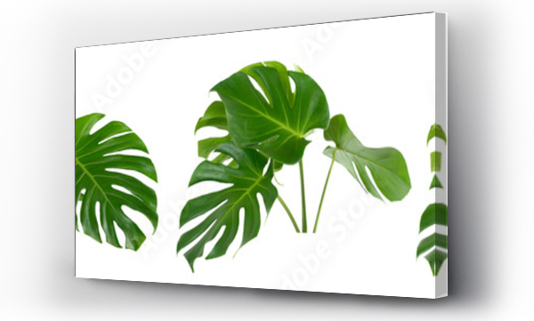 kolekcja zielonych liści monstery tropikalnej rośliny na białym tle dla elementów projektu, Flat lay, clipping path