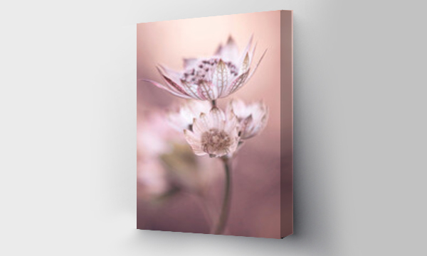 Kwiaty, Kwitnacy, różowe, różowe kwiaty