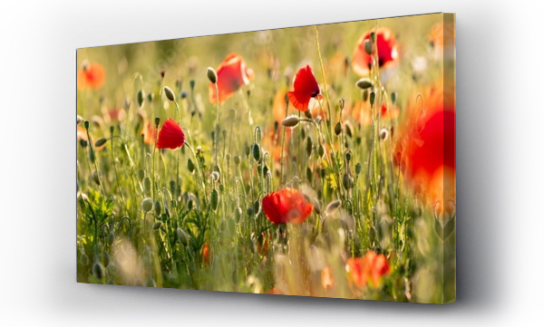 Kwiaty, Maki, łąka, Łąka kwiaty