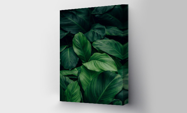 Wizualizacja Obrazu : #357963926 tropical leaf, abstract green leaf texture, nature background
