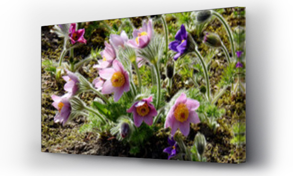 Wizualizacja Obrazu : #358009125 wczesnowiosenne kwiaty o nazwie sasanka zwyczajna rosnaca w przydomowych ogrodkach w miescie bialystok na podlasiu w polsce