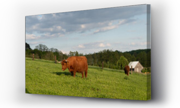 zwierz?ta hodowlane, Polska, Ma?opolska, stadnina