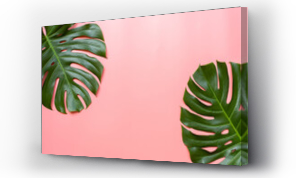 monstera