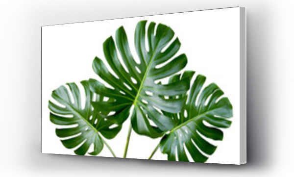 Tropikalne liście monstery na białym tle. Obiekt z przycinaniem ścieżki