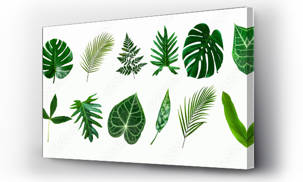 zestaw zielonej palmy monstera i tropikalnych liści roślin izolowanych na białym tle dla elementów wystroju wnętrz, Flat lay