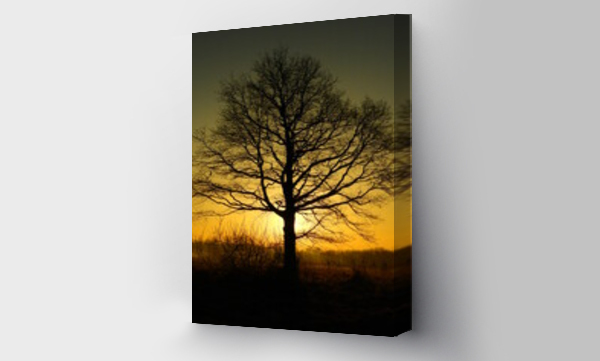 drzewo, wschód słońca