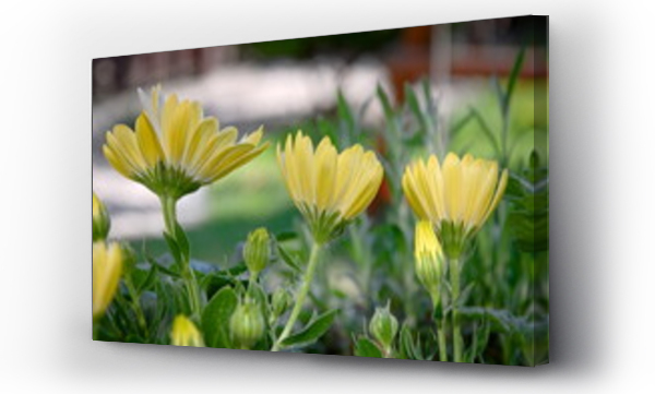 Wizualizacja Obrazu : #360149814 Margaretki kwiaty ogrodowe