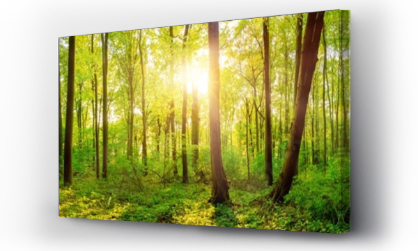 Panorama pięknego zielonego lasu z jasnym słońcem prześwitującym przez duże drzewa