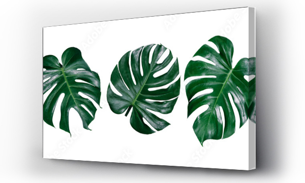 monstera
