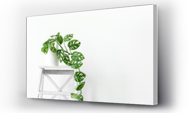 Wizualizacja Obrazu : #361992763 Beautiful monstera flower in a white pot stands on white wooden stand on a white background. The concept of minimalism. Monstera Monkey Mask or Monstera obliqua in pot. Urban jungle interior