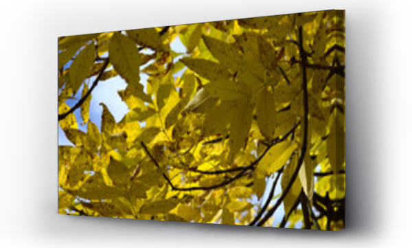 Wizualizacja Obrazu : #362416533 Jesienne li?cie na tle nieba