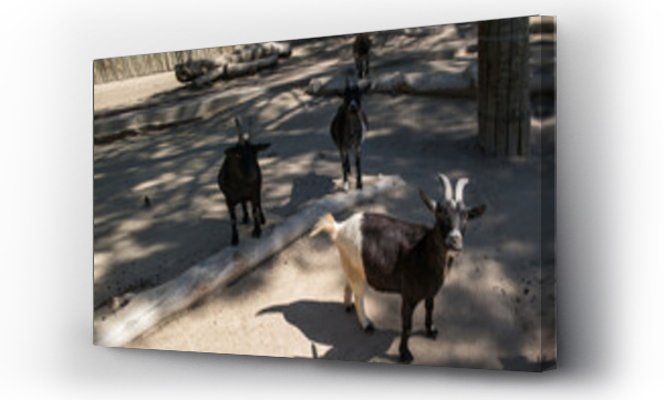 Wizualizacja Obrazu : #362976826 kozy stadko natura zwierz?ta rogi