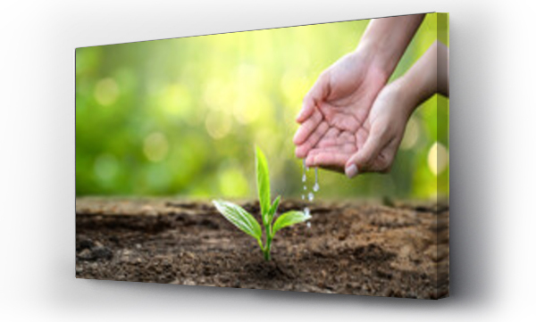 Wizualizacja Obrazu : #364323101 hand Watering plants tree mountain green Background Female hand holding tree on nature field grass Forest conservation concept