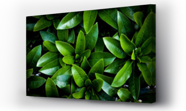Wizualizacja Obrazu : #365423765 Soczyste zielone li?cie rododendrona jako tapeta lub t?o. Li?cie ro?liny egzotycznej w ogrodzie.