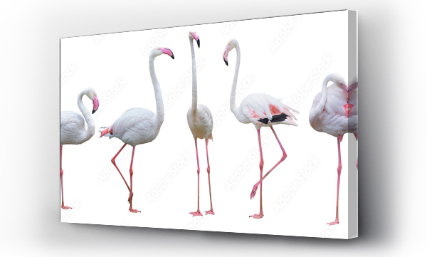 Wizualizacja Obrazu : #366525120 Flamingo bird animal set photo isolated on white background. This has clipping path. 