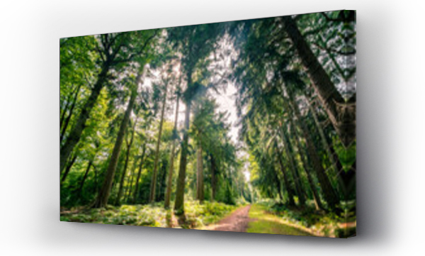 Wizualizacja Obrazu : #367734180 Beautiful pine forest in the New Forest National Park in Hampshire, UK 