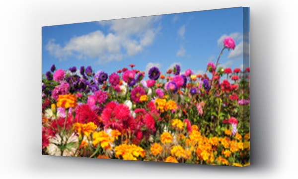 Wizualizacja Obrazu : #36797595 kolorowe letnie kwiaty