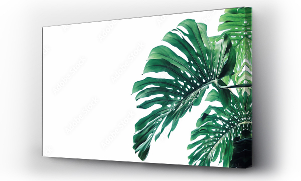 Wizualizacja Obrazu : #368405206 Tropical leaves pattern foliage plant bush Monstera (Monstera deliciosa) nature frame layout on white background for banner and cover page, tropical summer houseplant and forest concepts.