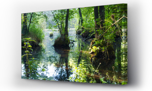 Liście, pejzaż, przyrody