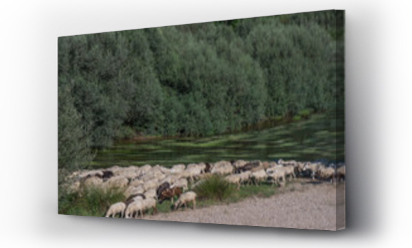 Wizualizacja Obrazu : #371505272 rzeka owce zwierz?ta natura drzewa woda ro?liny