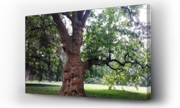 Wizualizacja Obrazu : #371746820 Stare drzewo w parku.