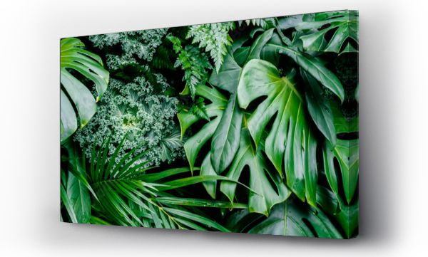 Wizualizacja Obrazu : #373018314 Tropikalna dżungla zielone liście tło, paproć, palma i Monstera Deliciosa liść na ścianie z ciemnozielonym, natura kwiatowy las roślina wzór koncepcji tło