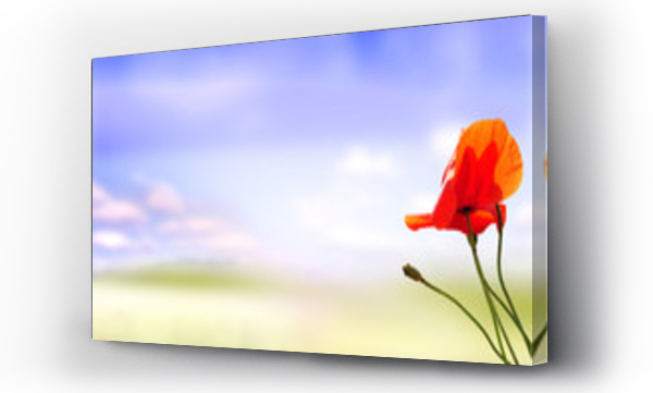 Kwiaty, Łąka kwiaty