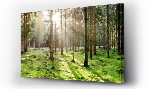 Wizualizacja Obrazu : #374867825 Coniferous forest with the ground covered with moss in the light of the morning sun