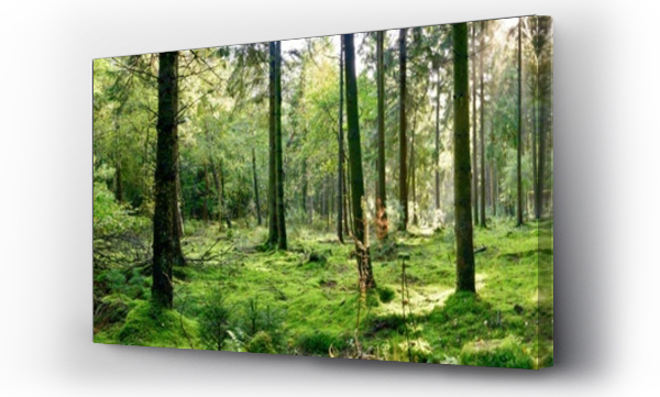 Wizualizacja Obrazu : #375591976 Panorama of a forest with a glade covered by moss in the light of the morning sun