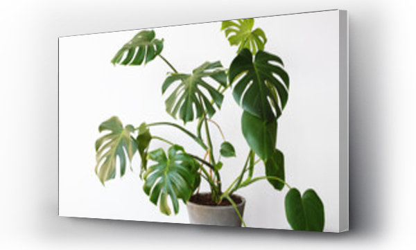 Wizualizacja Obrazu : #375820641 Monstera deliciosa or Swiss cheese plant in a gray concrete flower pot stands on a table on a white background.Hipster scandinavian style room interior. Empty white wall and copy space.