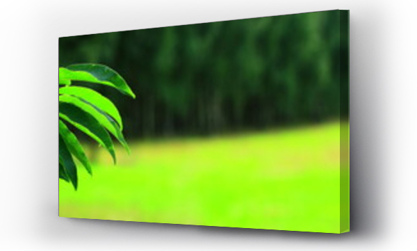 Wizualizacja Obrazu : #376147816 Zielone li?cie na tle trawy i starego lasu