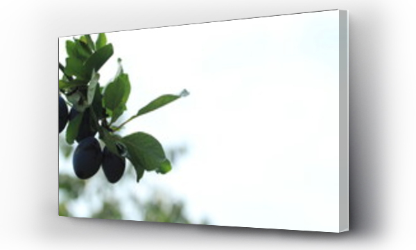 Wizualizacja Obrazu : #376147895 ?liwki na drzewie na tle szarego deszczowego nieba na polskiej wsi