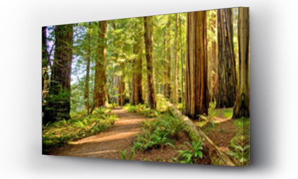 Malowniczy widok na Park Stanowy Jedediah Smith Redwoods