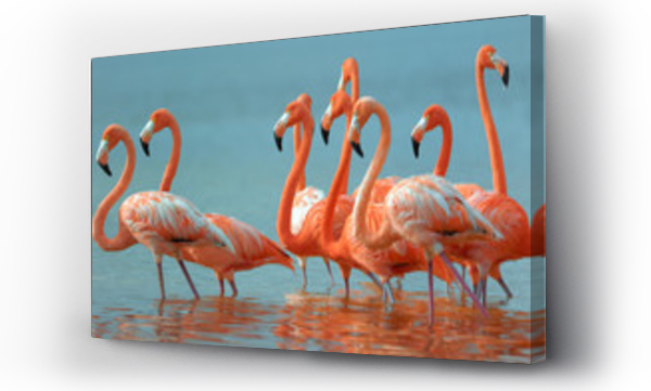 Flamingi spacerują w rzece.
