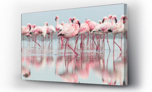 Grupa ptaków różowych flamingów afrykańskich spacerujących po błękitnej lagunie