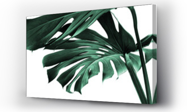 Wizualizacja Obrazu : #379875742 Real monstera leaves decorating for composition design.Tropical,botanical nature concepts