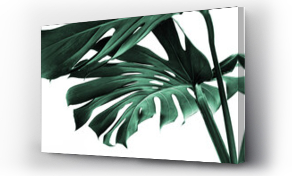 monstera