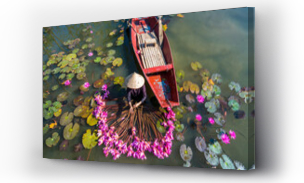 Wizualizacja Obrazu : #381791982 Yen river with rowing boat harvesting waterlily in Ninh Binh, Vietnam