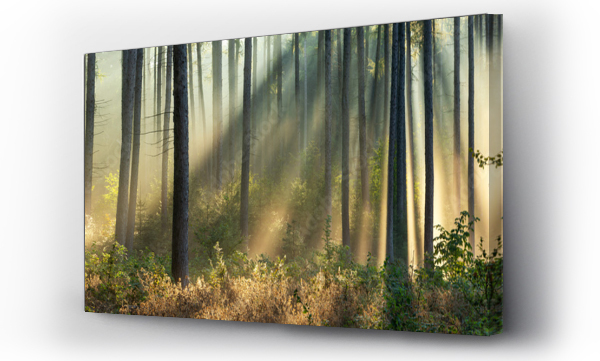 Wizualizacja Obrazu : #382325279 Beautiful Panoramic Sunny Forest in Autumn with Sunbeams through Fog 