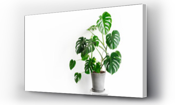 Wizualizacja Obrazu : #382371090 Monstera deliciosa or Swiss cheese plant in a gray concrete flower pot stands on a white pedestal on a white background. Hipster scandinavian style room interior. Empty white wall and copy space.