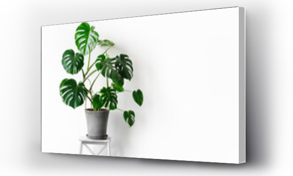 Wizualizacja Obrazu : #382371367 Monstera deliciosa or Swiss cheese plant in a gray concrete flower pot stands on a white pedestal on a white background. Hipster scandinavian style room interior. Empty white wall and copy space.