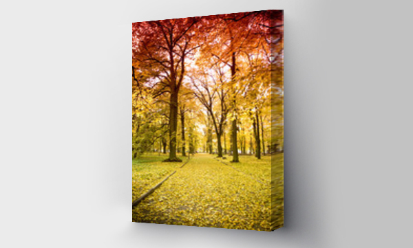 drzewo, jesień, jesień światło, Krajobrazy, las