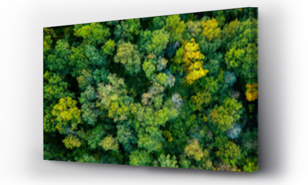 Wizualizacja Obrazu : #383540911 aerial top down view of a green forest