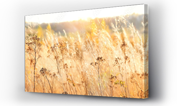 Wizualizacja Obrazu : #384417532 autumn nature background with dry grass. Golden autumn field. wild fluffy grass in sunlight. Beautiful tranquil landscape scene. banner